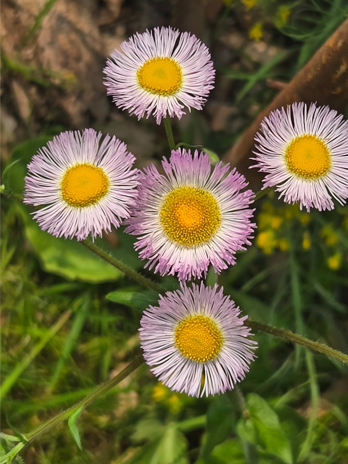 1/4 TSP + PHILADELPHIA FLEABANE DAISY SEEDS/Erigeron philadelphicus/NATIVE US