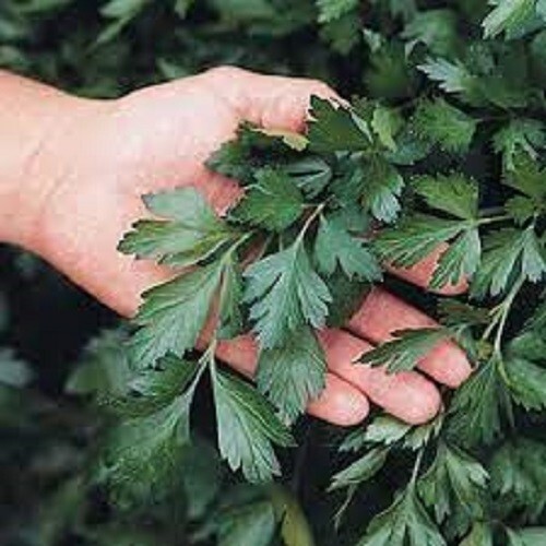Premium Giant of Italy Parsley – Fresh Organic Heirloom Seed – Buy any 3, 20%!