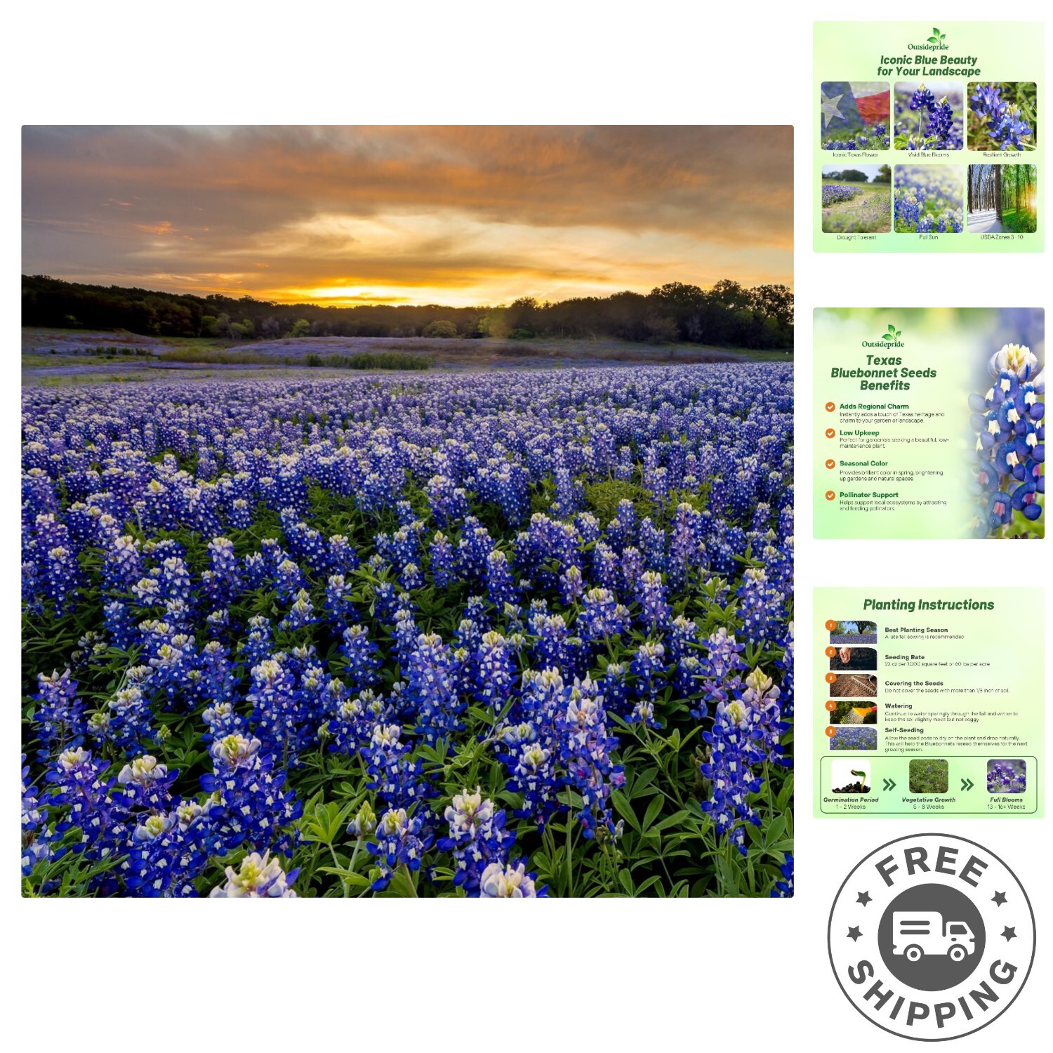 Texas Bluebonnet Seeds – 500 Pcs Annual Lupinus Texensis, Heirloom Quality, D…