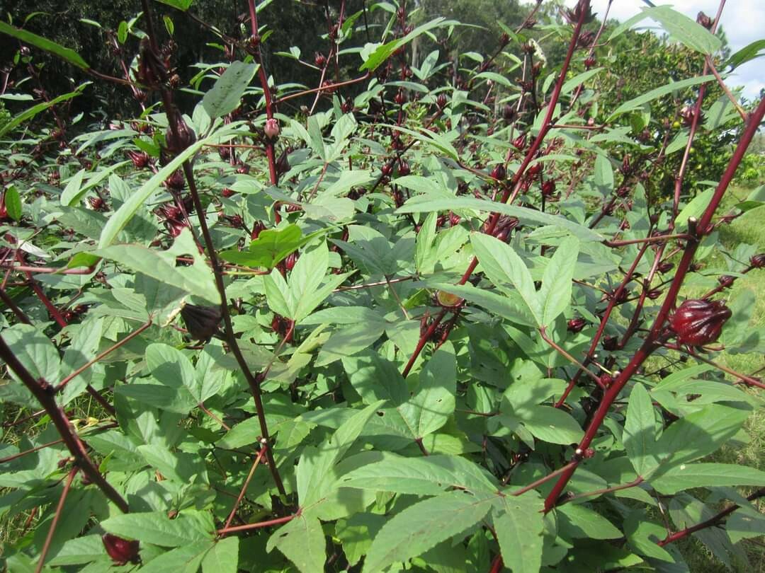 **RARE** FLORIDA CRANBERRY, Roselle, Hibiscus sabdariffa, Sorrel 25+ seeds