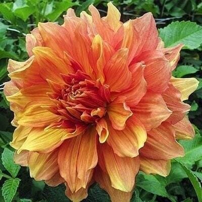 1 “Mango Madness” Dinnerplate Dahlia – Large Size #1 Bulb – US Seller