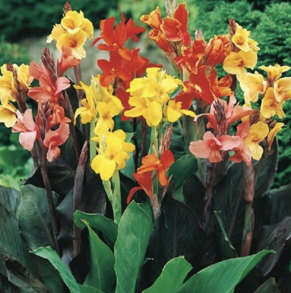 Mixed Tall Canna Flower Bulb Value Bag – 12 Bulbs Per Pack – Ships From The USA
