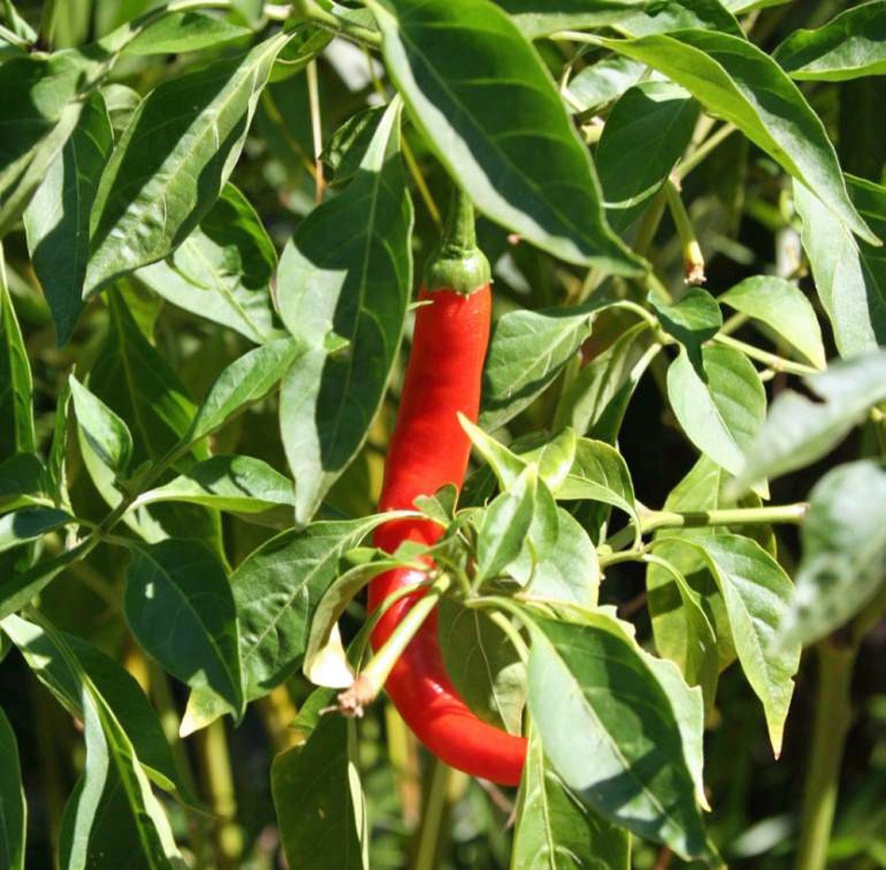 CAYENNE PEPPER PEPPER, LONG RED THIN, HEIRLOOM, NON GMO, 20+ SEEDS