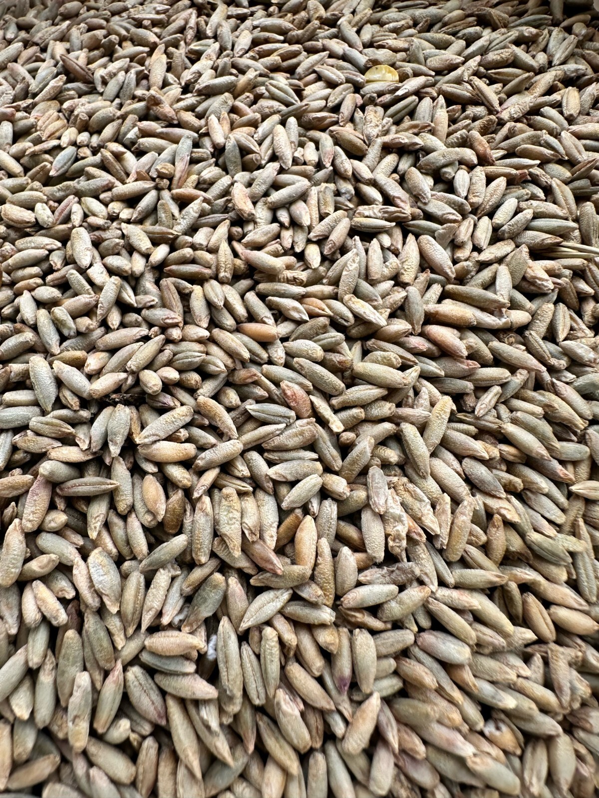 5 LBS Winter Rye Seed For Food Plot, Cover Crop, Deer, Wildlife, Garden