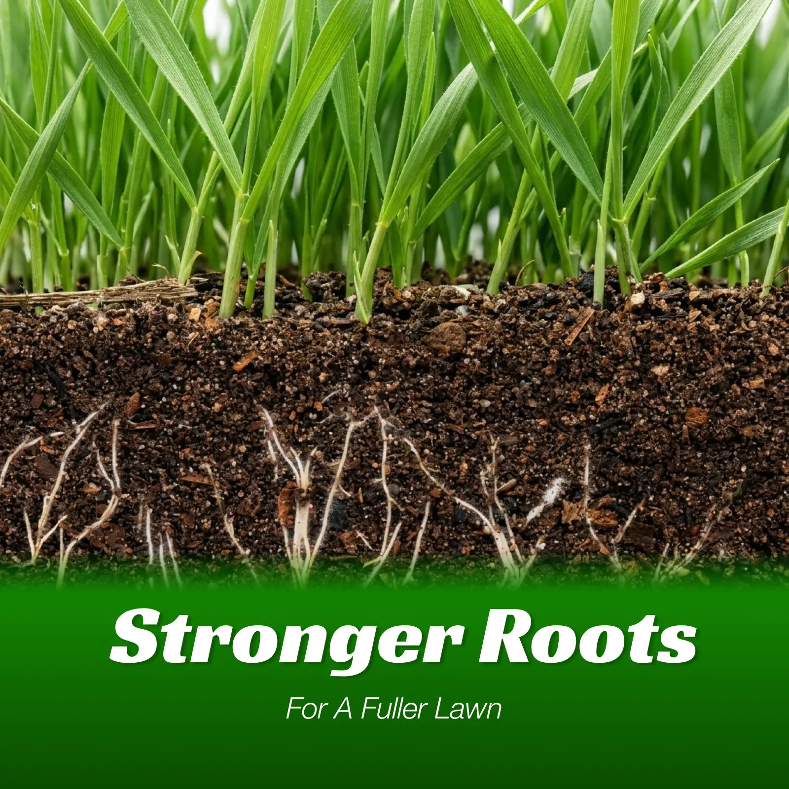 Grass Seed and Shade Grass, Grows Quickly and Withstands All Seasons, Perfect fo