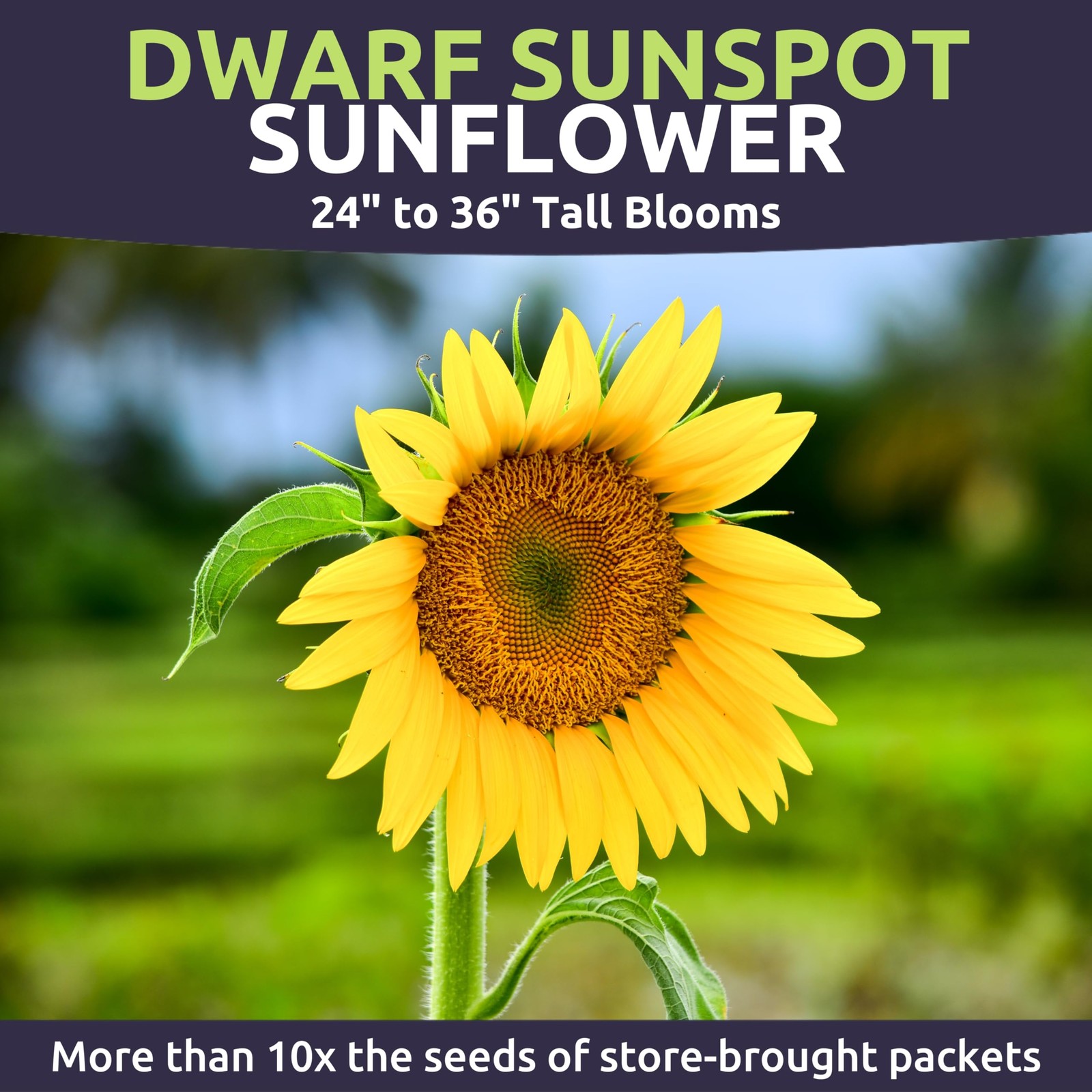 Dwarf Sunspot Sunflower Large 1 Ounce Packet 500 Flower Seeds for Planting …