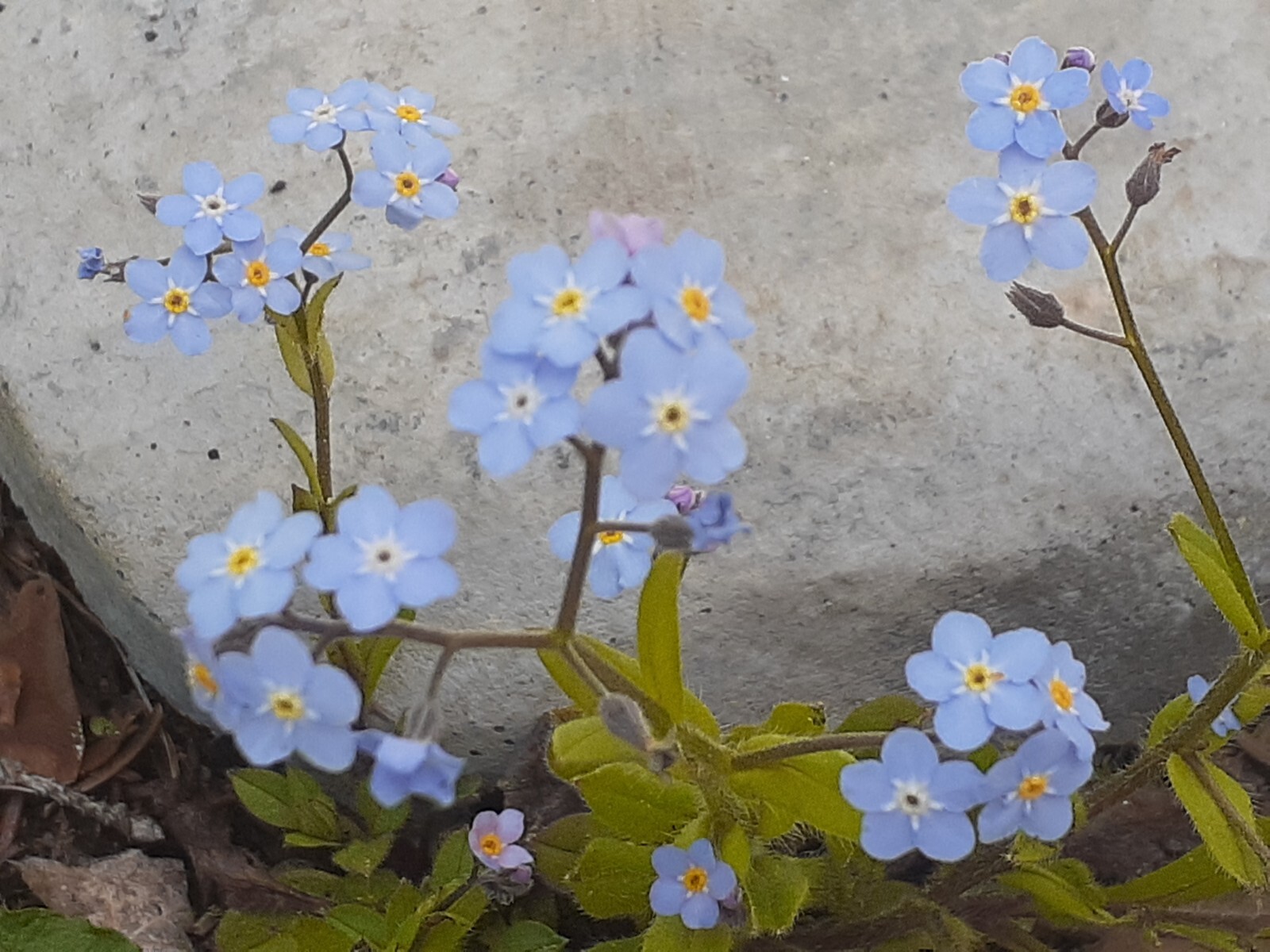 Myosotis, blue Forget-me-nots, perennial 25+ seed