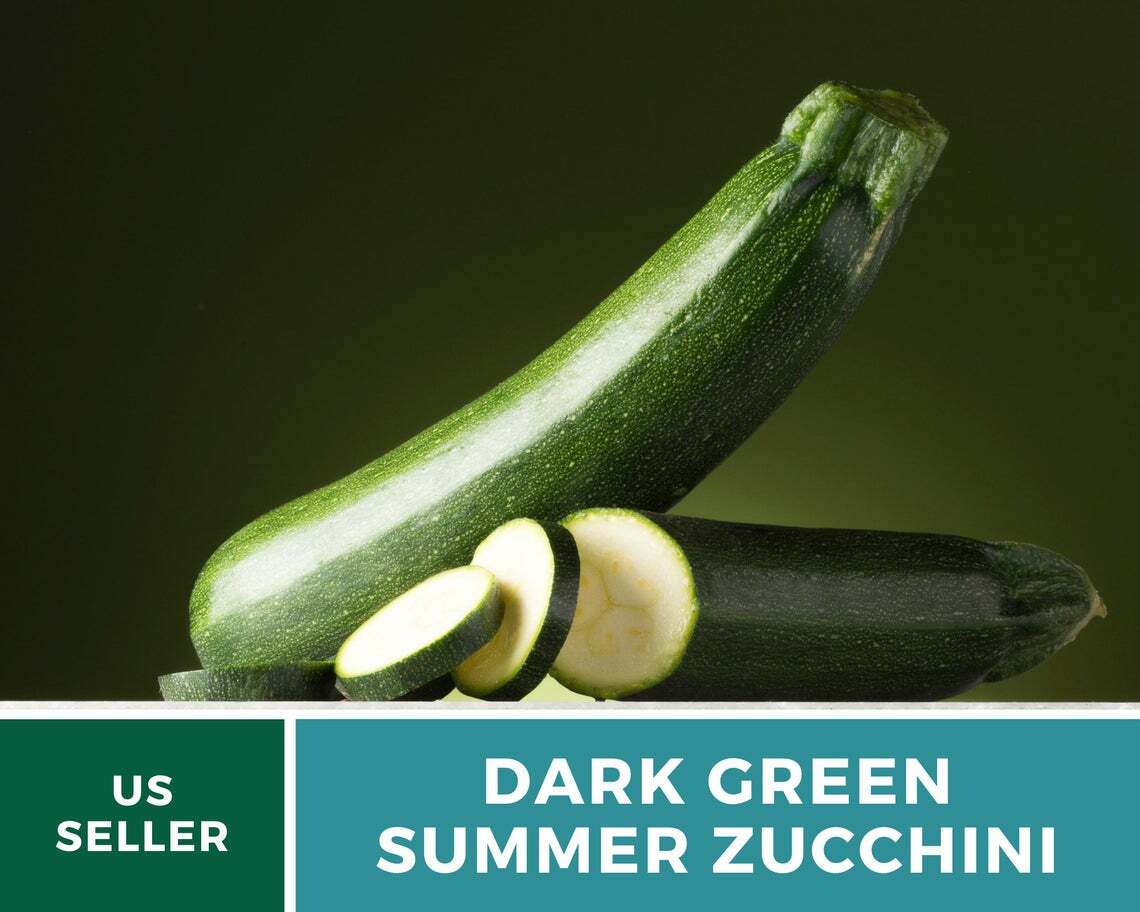 Squash, Dark Green Zucchini Summer – 25 Seeds – Heirloom (Cucurbita pepo)
