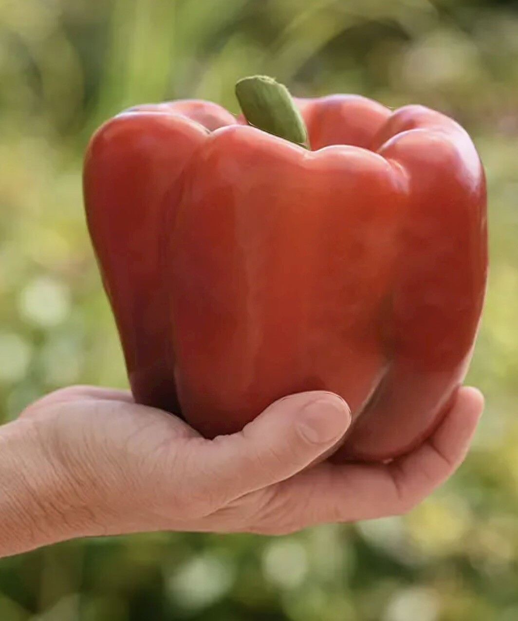 50 Big Organic Red Sweet Bell Pepper, NON-GMO, Heirloom, Fresh 2024