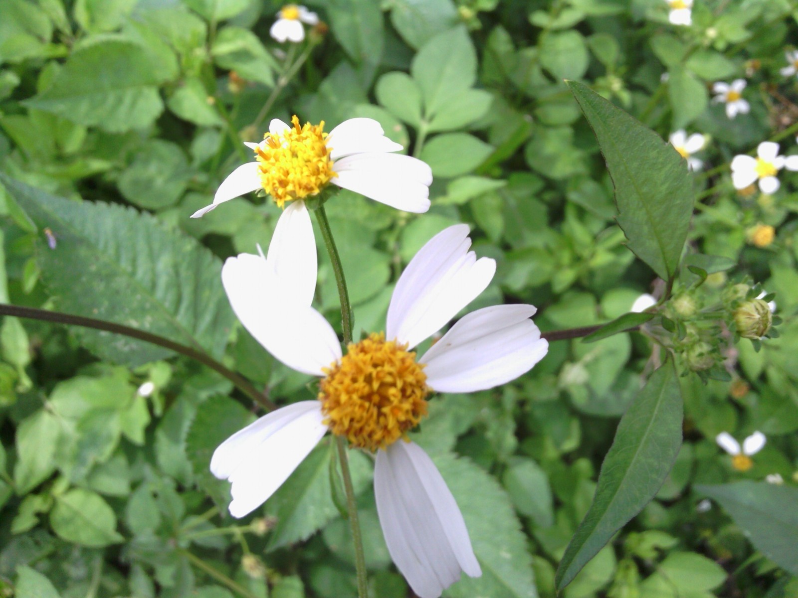 Romerillo Shepard’s Needles Spanish Needles Butterfly Needles (Bidens alba)