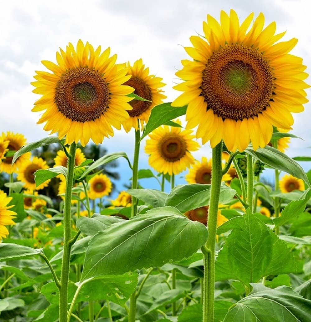 Mammoth Sunflower Seeds for Planting – Grow Giant Sun Flowers in Your Garden – 5
