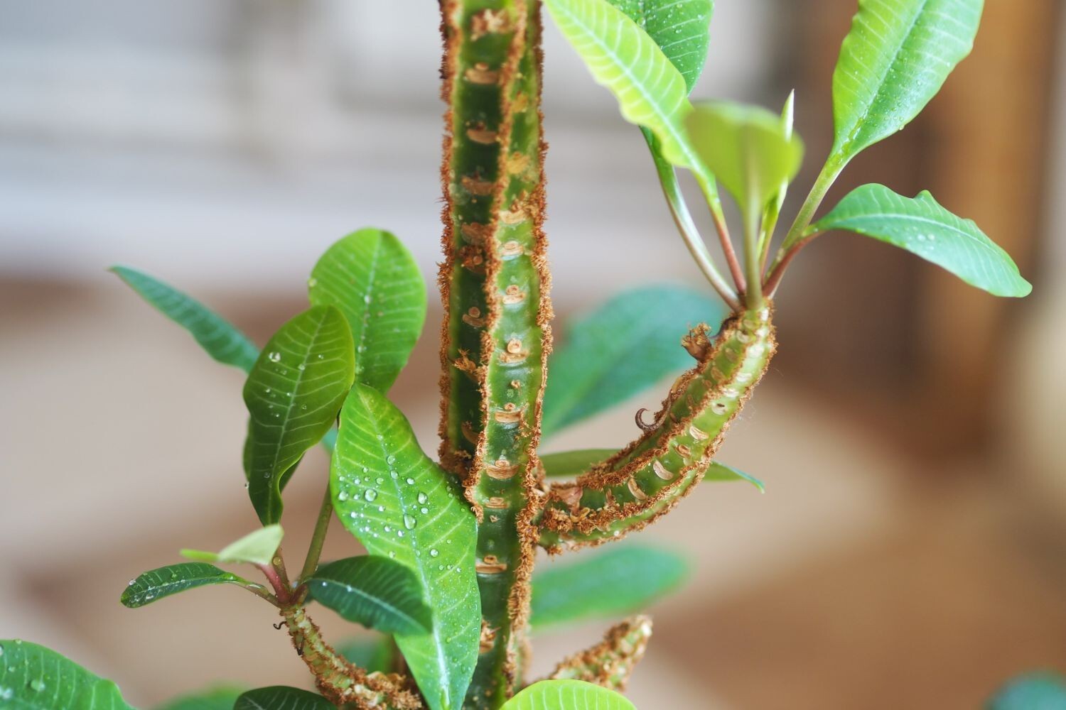 5 Madagascar Jewel seeds, Euphorbia leuconeura high quality seeds mini palm tree