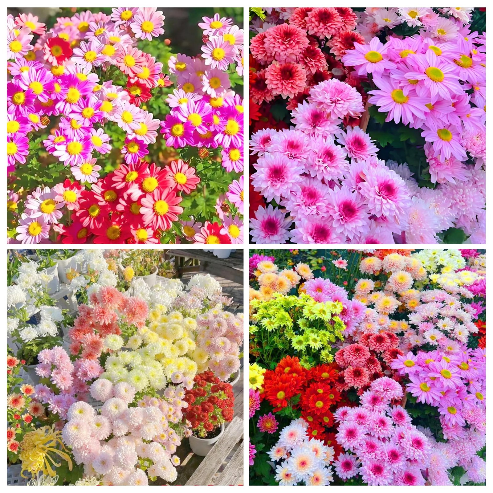 1000 PCS Pyrethrum Seeds Tanacetum Chrysanthemum Garden Flower Planting