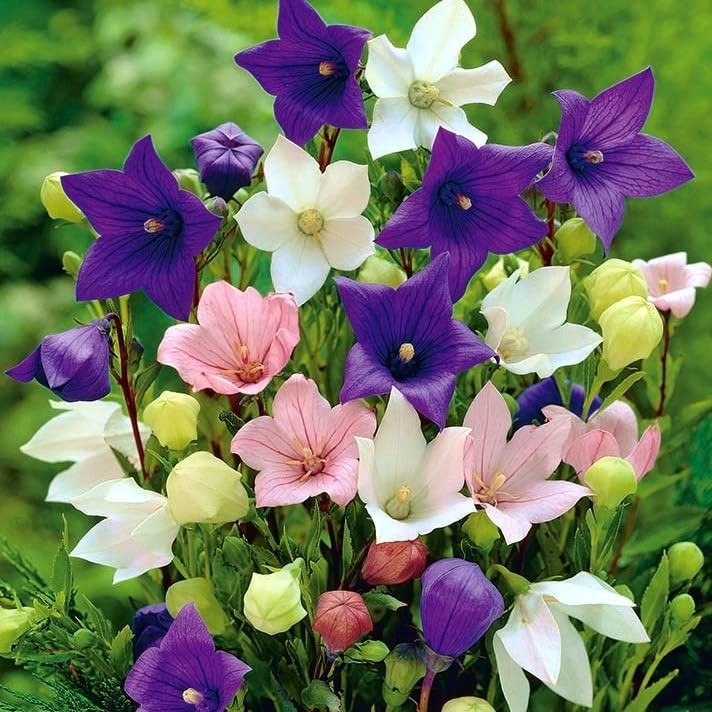 Seeds Balloon Flower Mix (Platycodon Chinese) Perennial Flowers