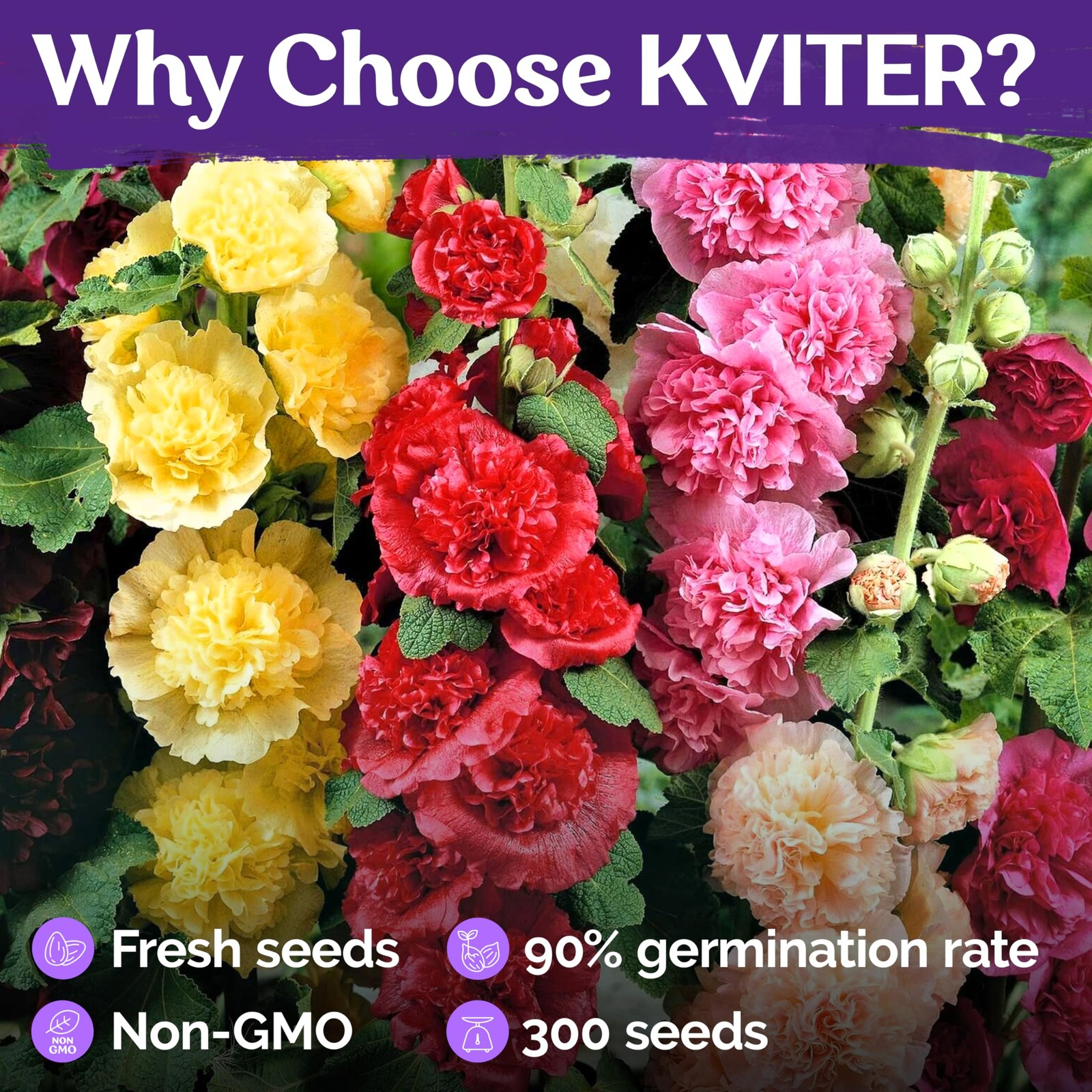 KVITER 300 Chaters Hollyhock Seeds for Planting (Alcea rosea), 2 Pack