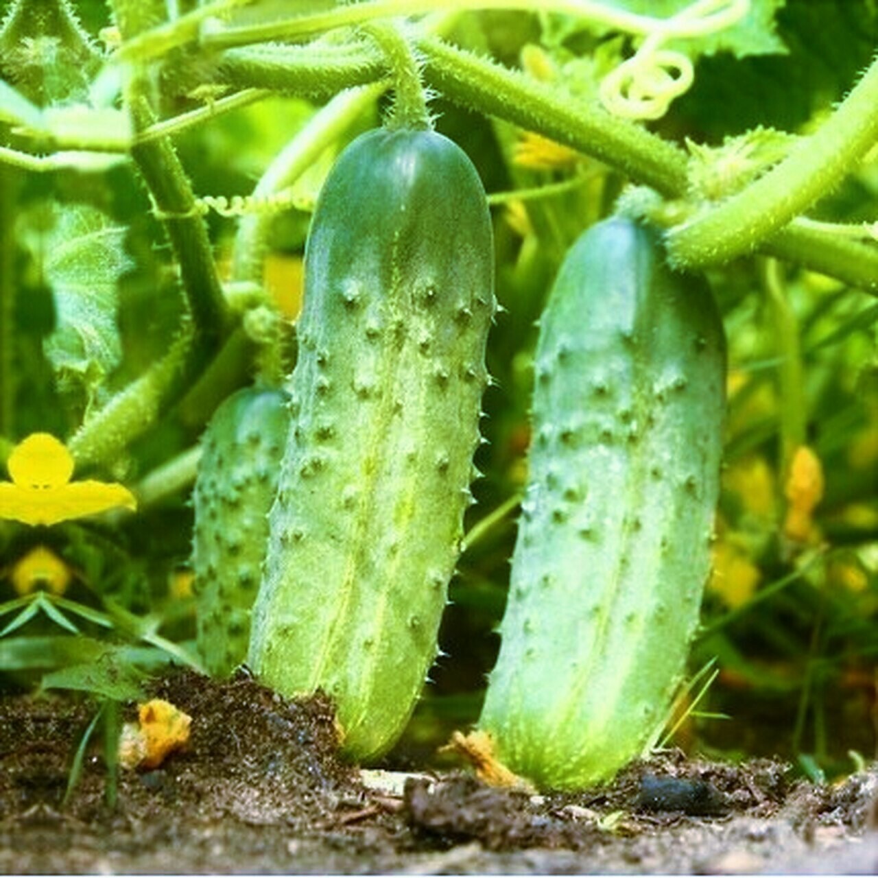 National Pickling Cucumber Seeds | Specially Bred Best Producer High Yields 2024