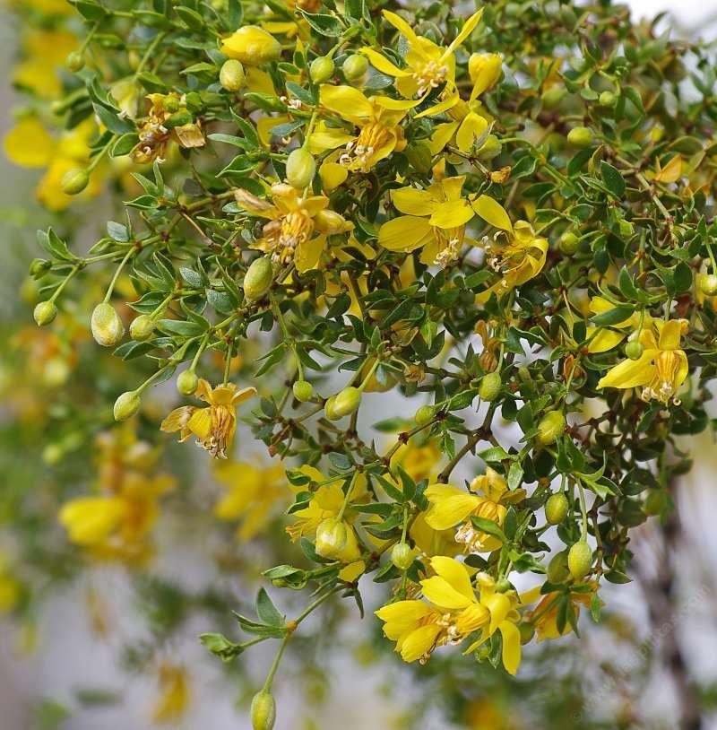 50 SEEDS *CREOSOTE BUSH *CHAPARRAL *MEDICINAL HERB*DESERT RAIN 1