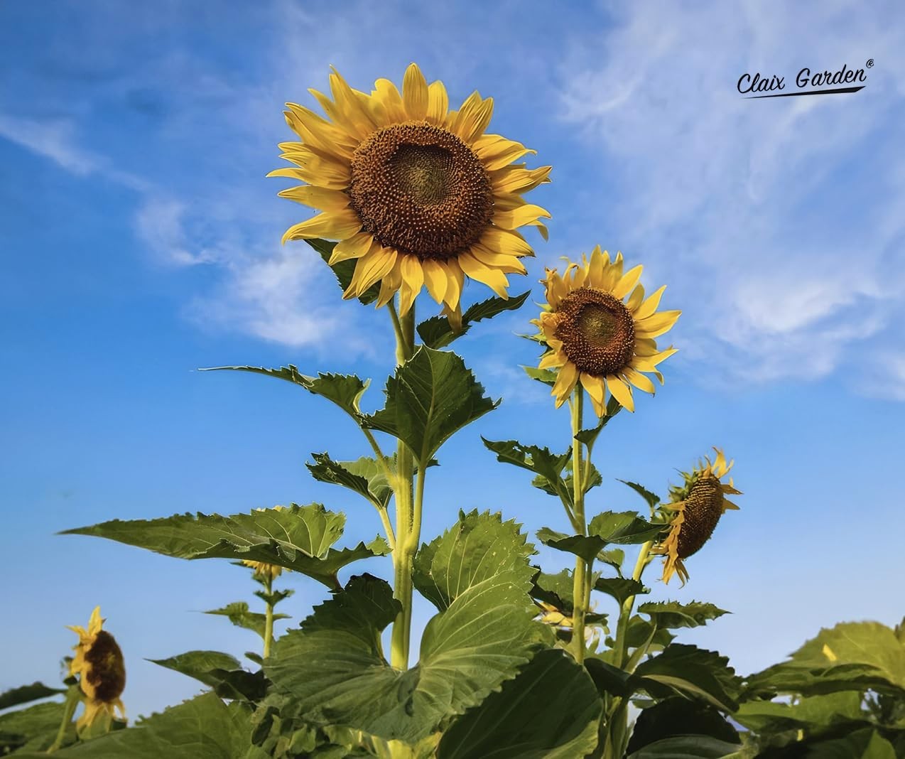 Giant Sunflower Seeds for Planting – Mammoth Grey Stripe – 75 75 Seeds,