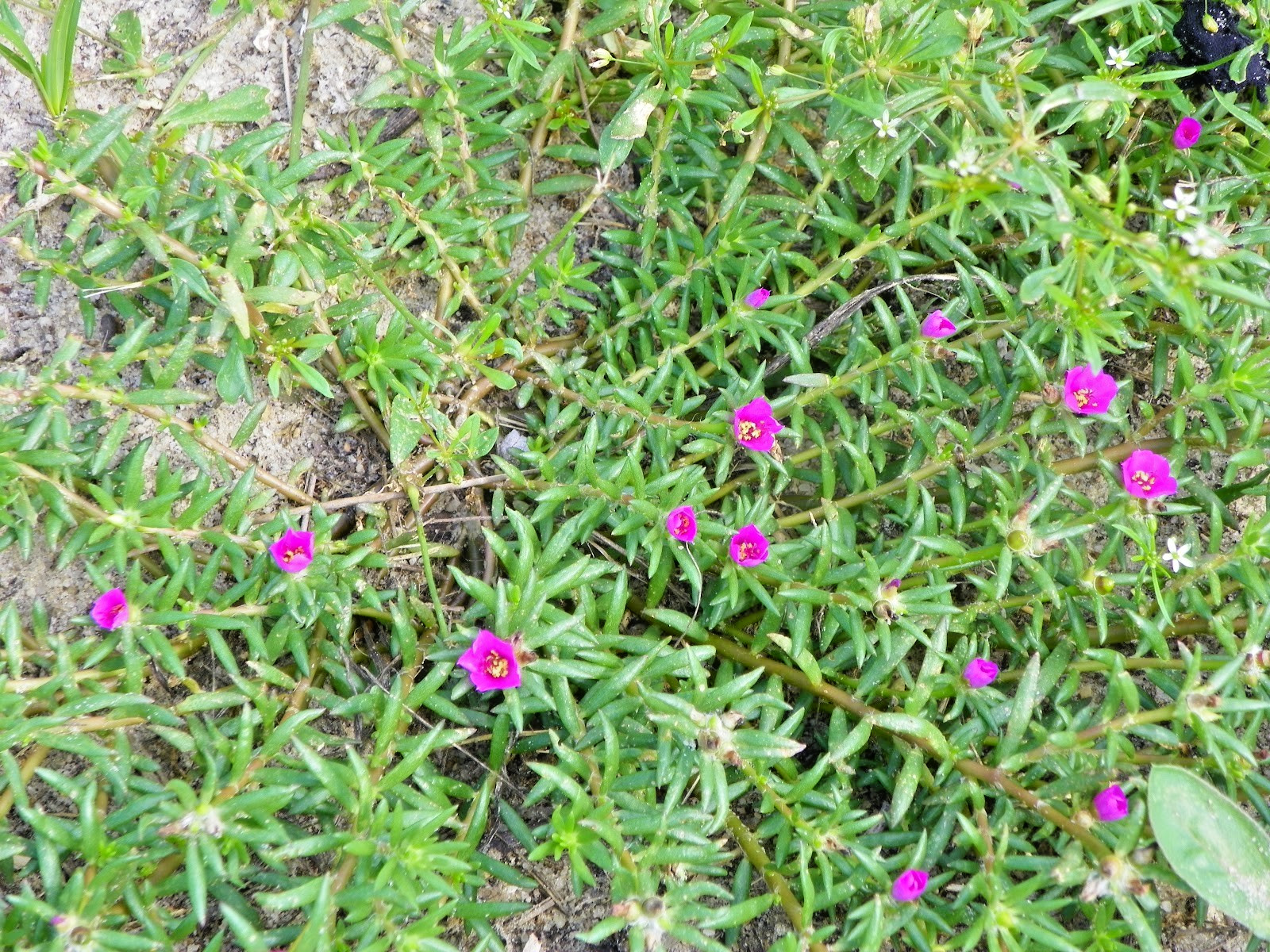 100+ Kiss Me Quick Seeds Chisme Portulaca pilosa Native Succulent Ground Cover