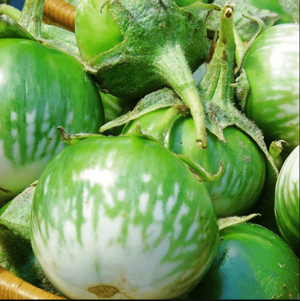 0.5 Gr (100 Seeds) Green Thai Eggplant Seeds for Planting, Petch Siam Seeds