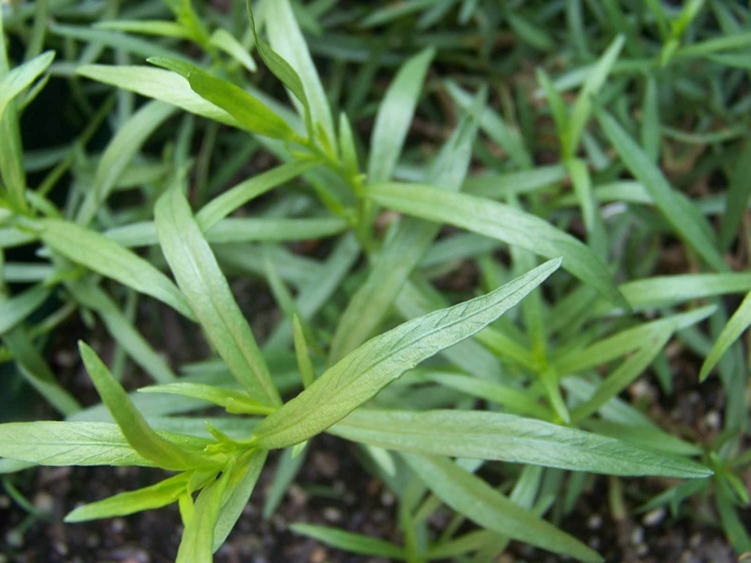 Tarragon Herb Seeds,”COOL BEANS N SPROUTS” Brand. Herb. Non-GMO. Home Gardening.