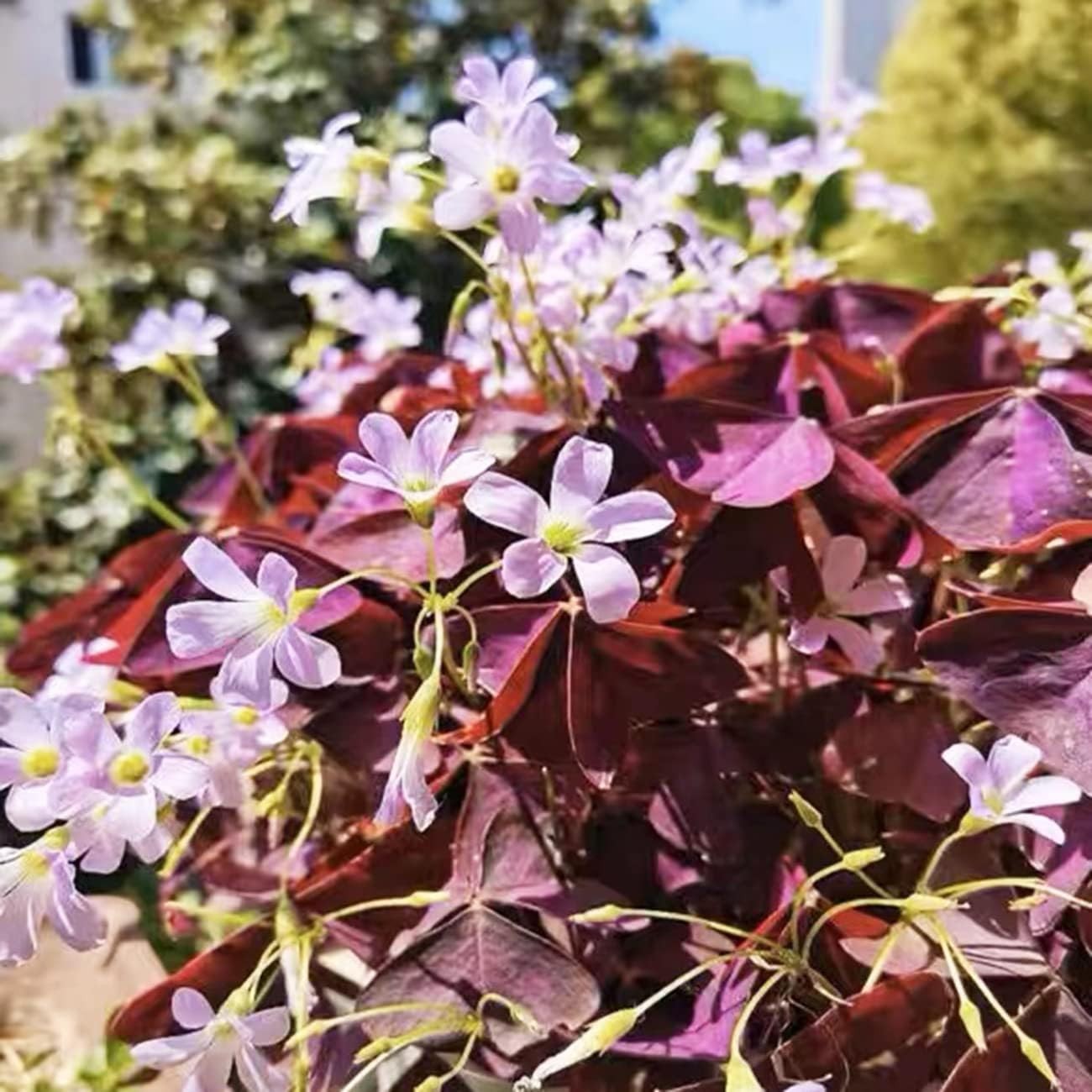 12+ Bulbs Purple Shamrocks Oxalis Triangularis Lucky Lovely Flowers Bulbs Gro…
