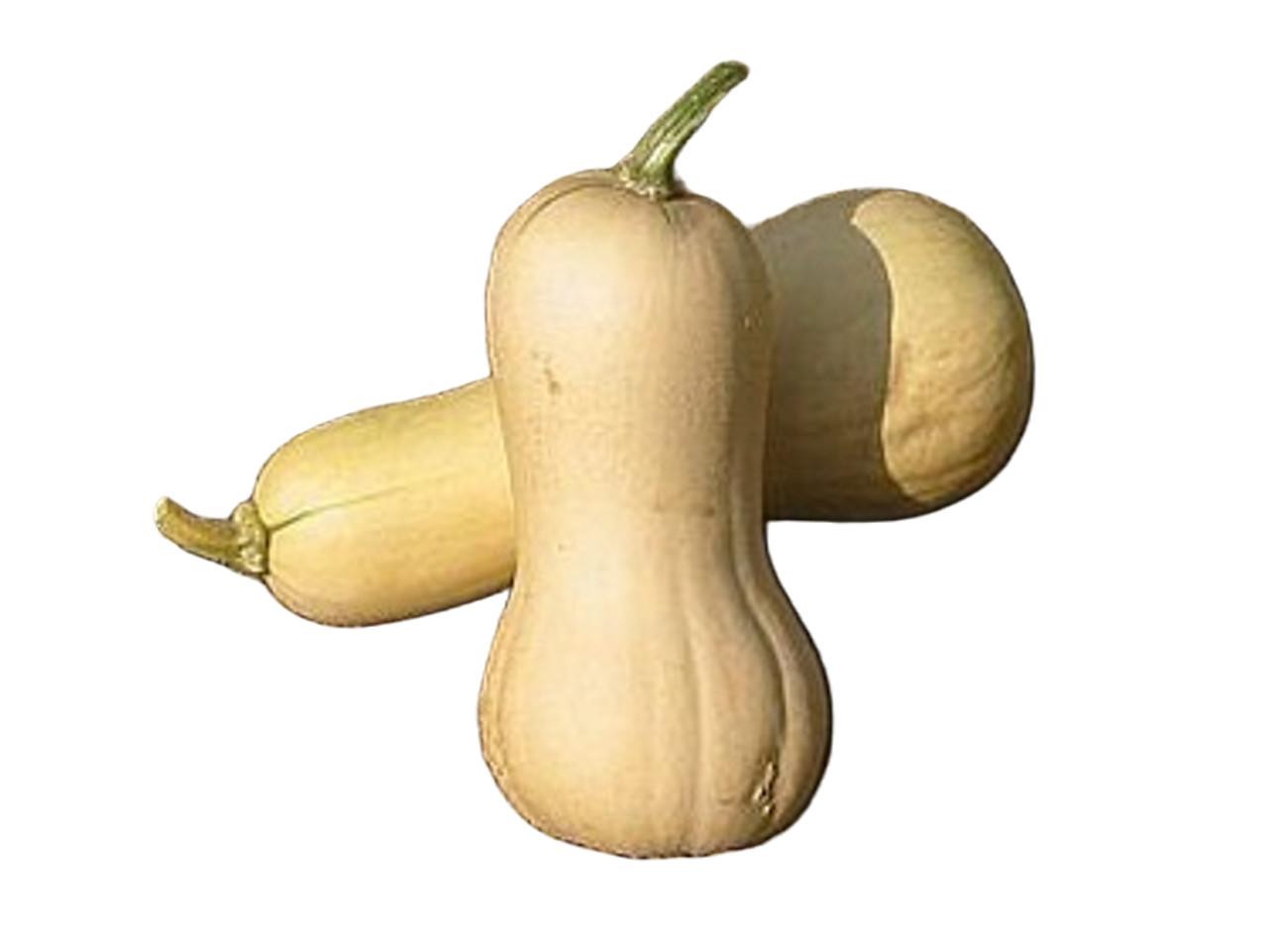 Waltham Butternut Winter Squash Seeds, USDA Organic, FREE SHIPPING