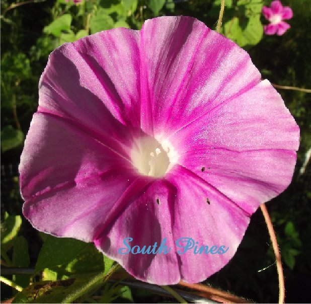 Pink Splash – Japanese Morning Glory – 6 Seeds – ipomoea Nil – LIMITED Quantity!