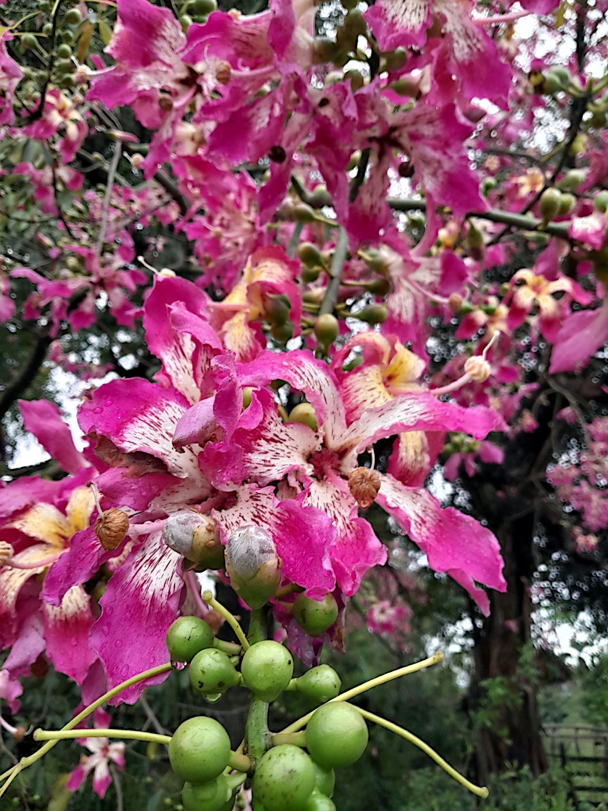 Silk Floss Tree Seeds (Ceiba speciosa) Rare Exotic Pink Flower Bottle Tree