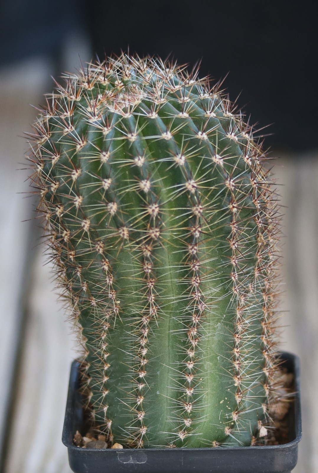 Echinopsis hybrid ‘Red Cap’