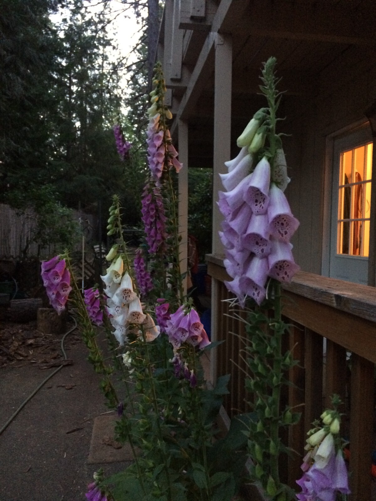 2 GRAMS FLOXGLOVE DIGITALIS (WILD) FOREST 2024 SEEDS, PERENNIAL FLOWER, NON GMO