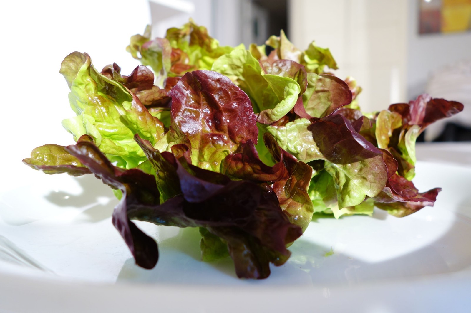 250 Serendipity’s Hot Weather Lettuce Mix – All Heirloom! Slow to Bolt!