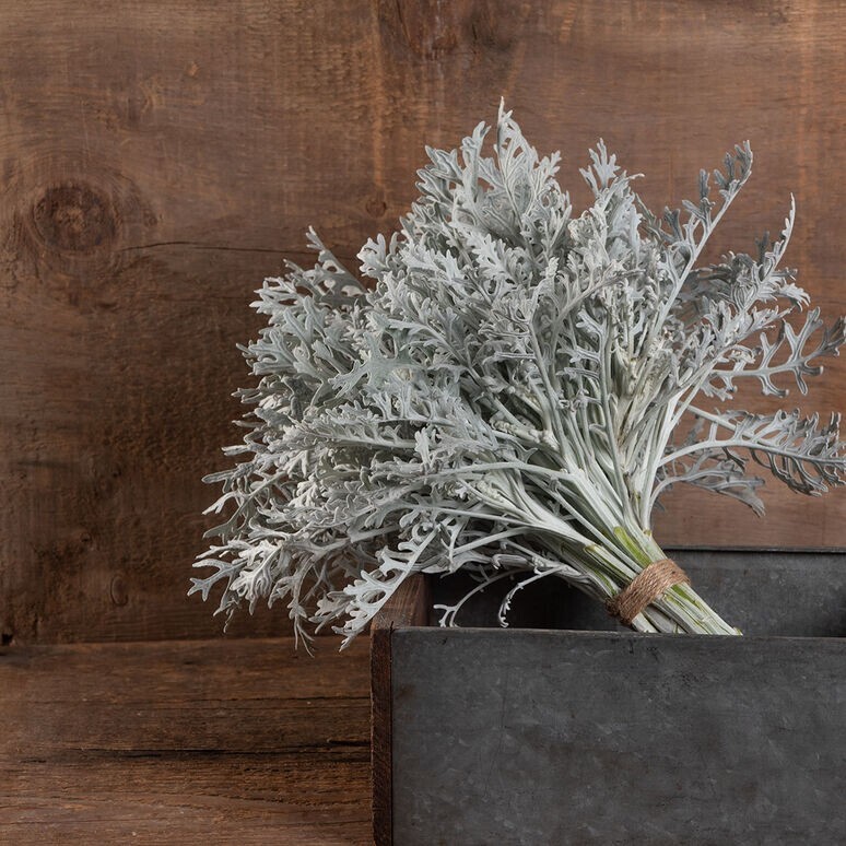 75 Dusty Miller Silverdust seeds