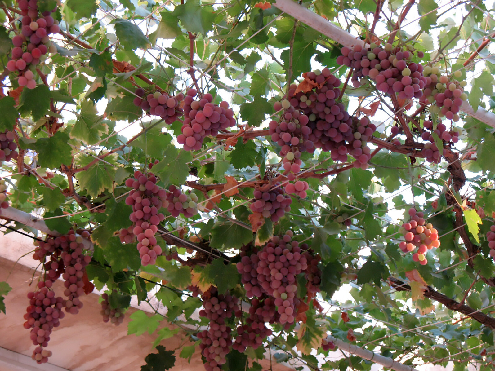 Wine Grape, Vitis vinifera, Vine Seeds