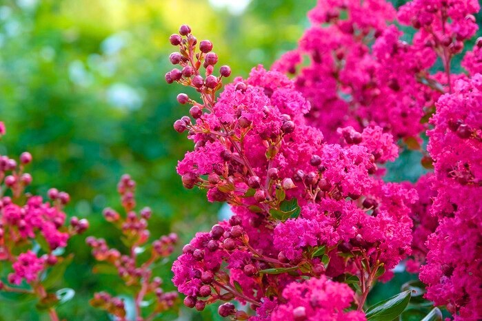 500 Premium Crepe Myrtle Tree Seeds – Easy to Grow – Free Growing Guide Included