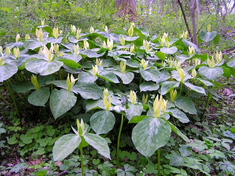 2 Wild Yellow Trillium, t.Luteum Woodland Native plant~Spring bulbs~Winter Hardy