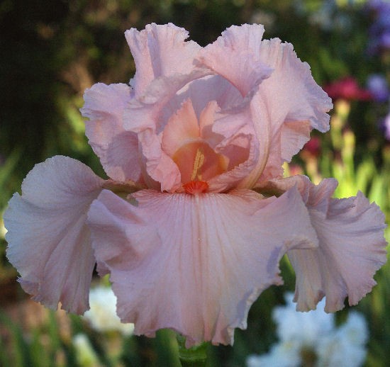Magical Tall Bearded Iris Freshly Dug 1 starter plant