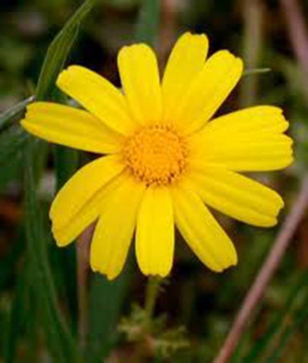 GARLAND CHRYSANTHEMUM, 500 SEEDS, NEWLY HARVESTED, GOLDEN YELLOW BLOOMS