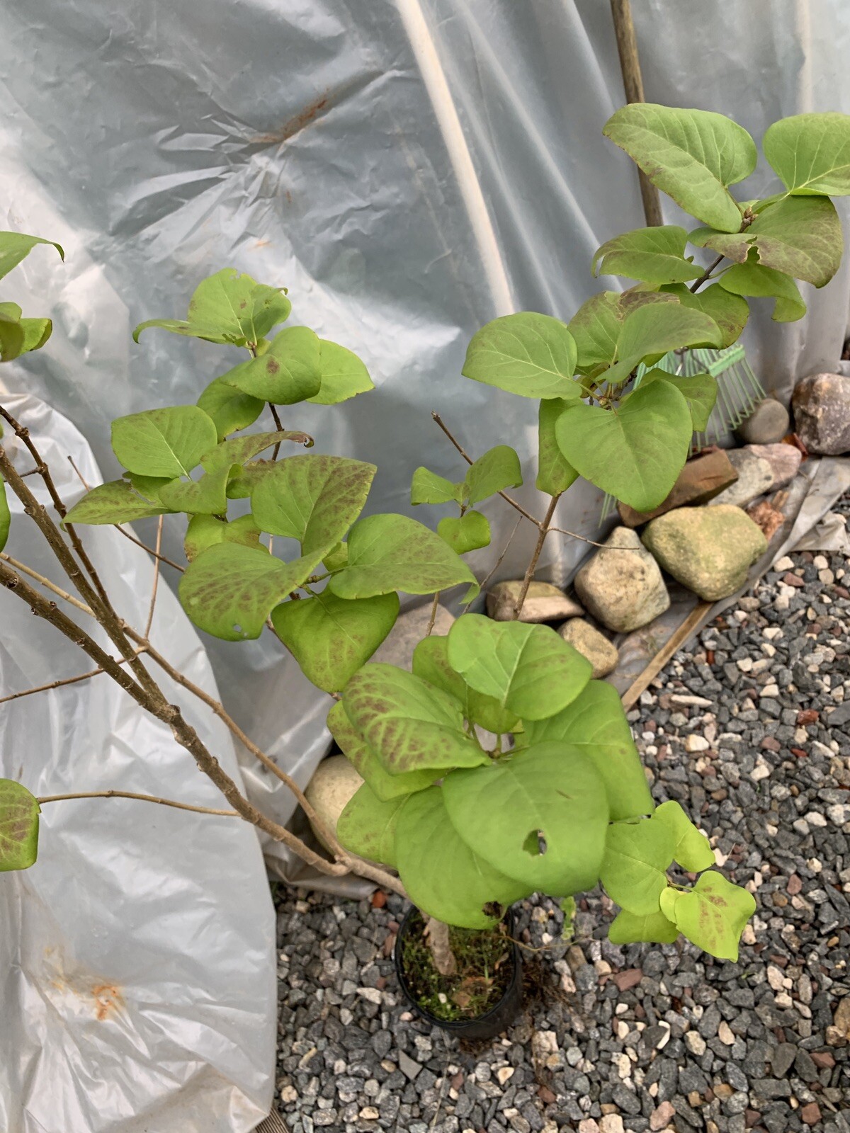 Purple Lilac 3-4 year old plant, Syringa vulgaris (Common Lilac), Bare root