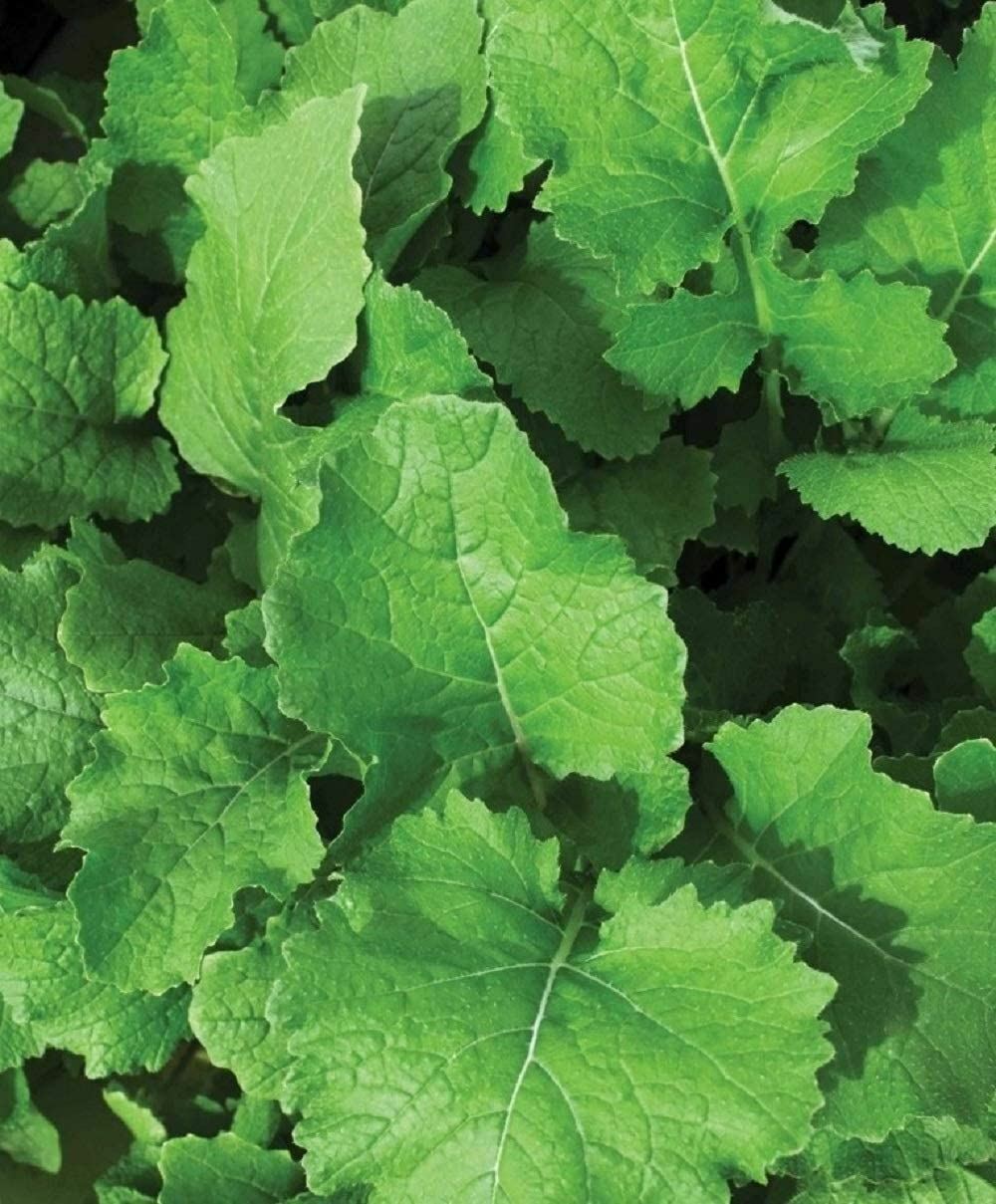 Turnip Seeds, Seven Top Turnip Seeds, “COOL BEANS N SPROUTS” Brand. Heirloom.