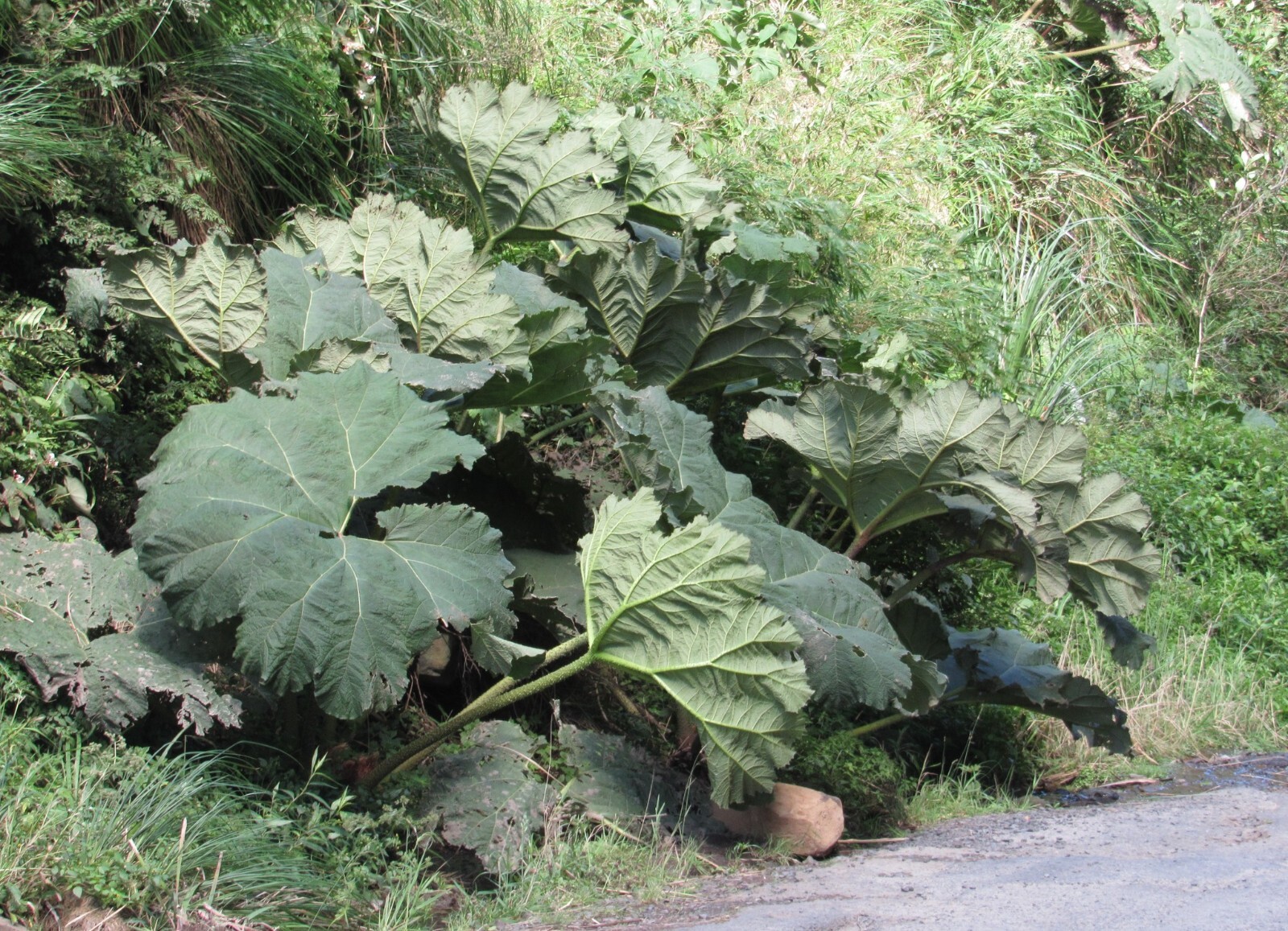 25 Gunnera Manicata Seeds