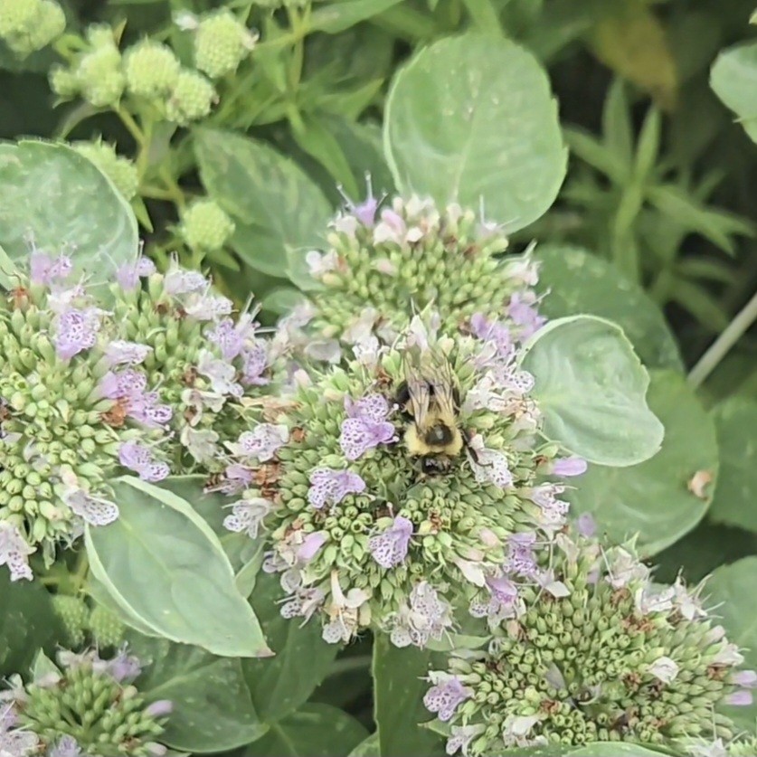 Hoary Mountain Mint (Pycnanthemum incanum) ~100 Seeds Pennsylvania Ecotype