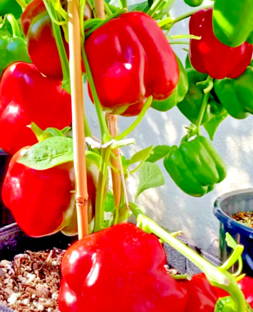 200 CALIFORNIA WONDER BELL PEPPER MIX SEEDS GARDEN VEGETABLE HEIRLOOM NON-GMO US