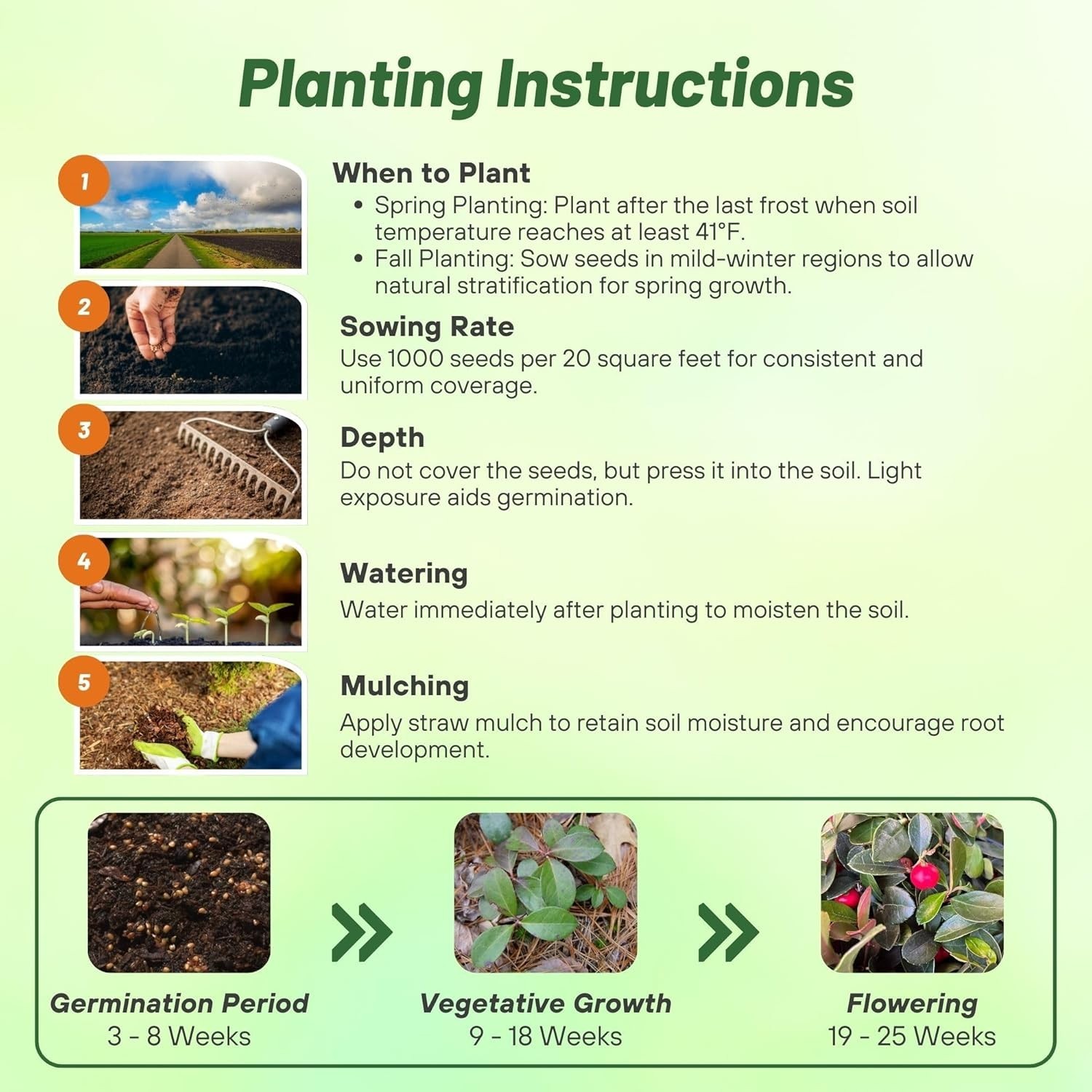 Wintergreen Seeds – 500 Pcs. Perennial, Cold-Tolerant & Low Maintenance, Grou…