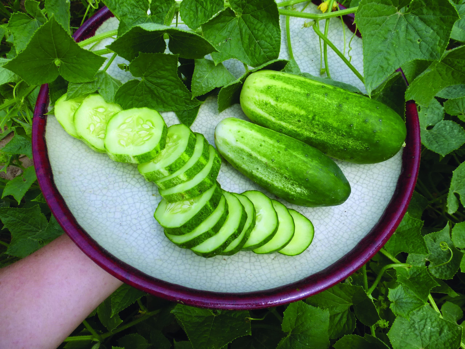 100+ ARKANSAS LITTLE LEAF CUCUMBER SEEDS —- FRESH —- HEIRLOOM