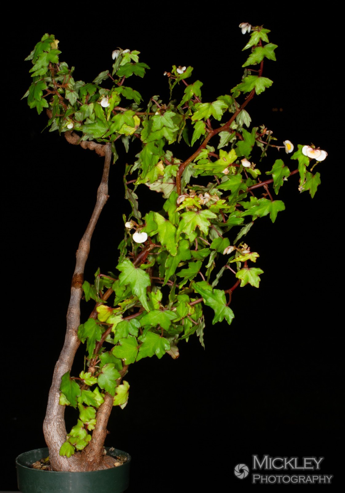 Begonia dregei ‘Partita’ 30+ seeds – Maple-leaved begonia, caudex bonsai