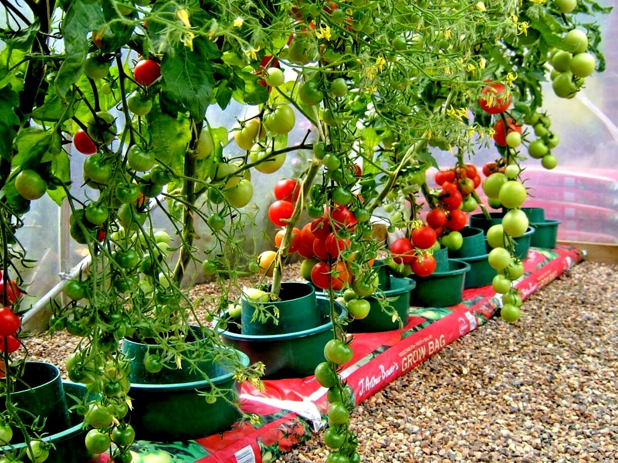 50+Bradley BUSH TOMATO Seeds Organic Compact 36″Tall Vegetable Garden Container