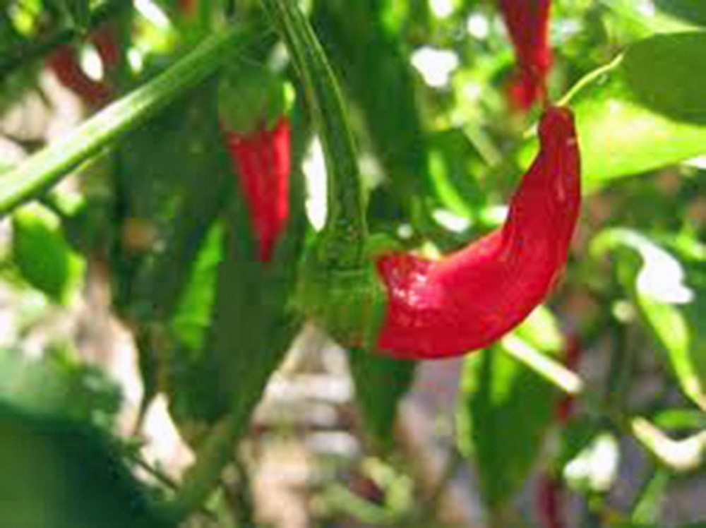 CAYENNE PEPPER PEPPER, LONG RED THIN, HEIRLOOM, NON GMO, 20+ SEEDS