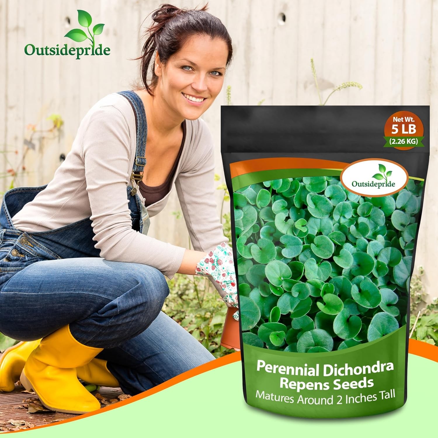 5 LBS Dichondra Seed For Planting – Dichondra Repens Ground Cover Seeds