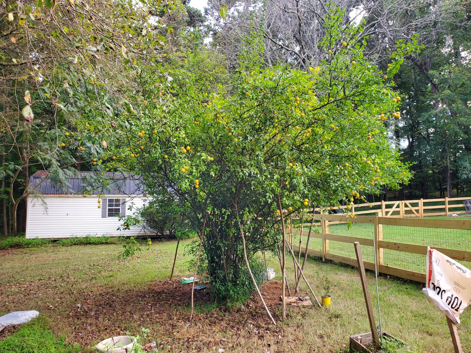CLEARANCE SALE!! Poncirus Trifoliata Hardy Orange SEEDS 100+ Grow For Grafting🍊